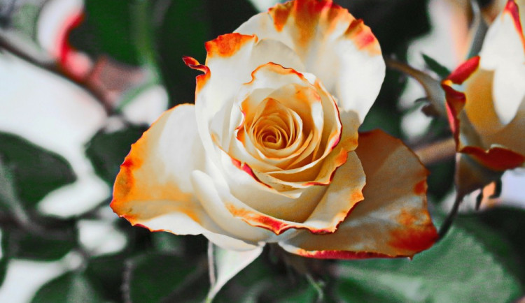 Přístí týden startuje letní Flora Olomouc, návštěvníci budou poznávat zahradu