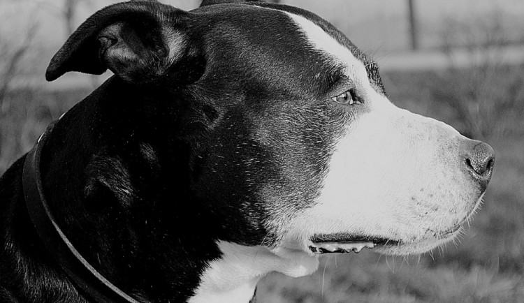 Drzý zloděj bral vše, co mu přišlo pod ruku, majitelce domu ukradl i pitbulteriéra