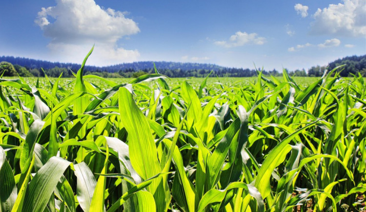 Majiteli pole někdo přes noc ukradl dvanáct hektarů kukuřice