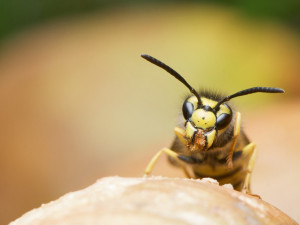 Muž chtěl vypálit hnízdo vos, zapálil i sebe