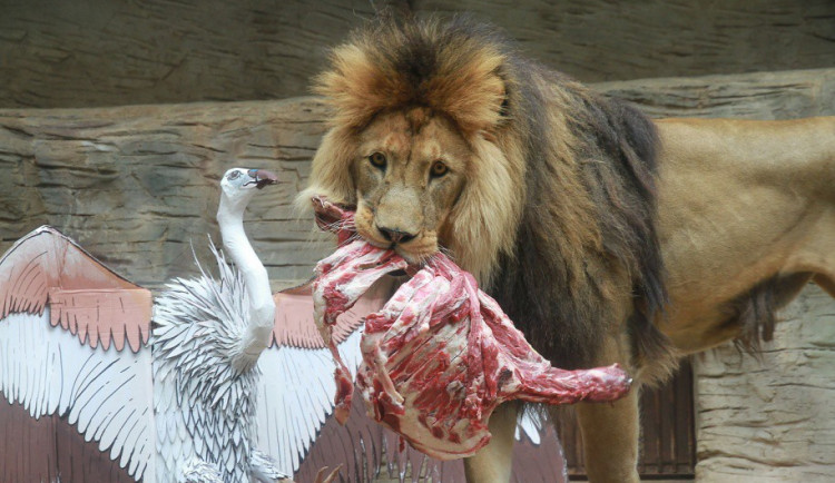 Lev Šimon oslavil v olomoucké zoo své desáté narozeniny