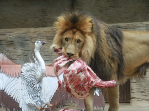 Lev Šimon oslavil v olomoucké zoo své desáté narozeniny