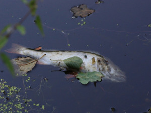 Do tovačovského rybníka unikla neznámá látka, uhynulo několik stovek ryb