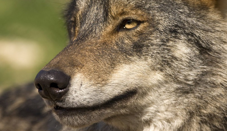 Výstavbu safari v olomoucké zoo komplikují nesnášenliví vlci