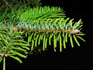 Zloděj ukradl padesát vánočních stromků, škoda jde do desítek tisíc