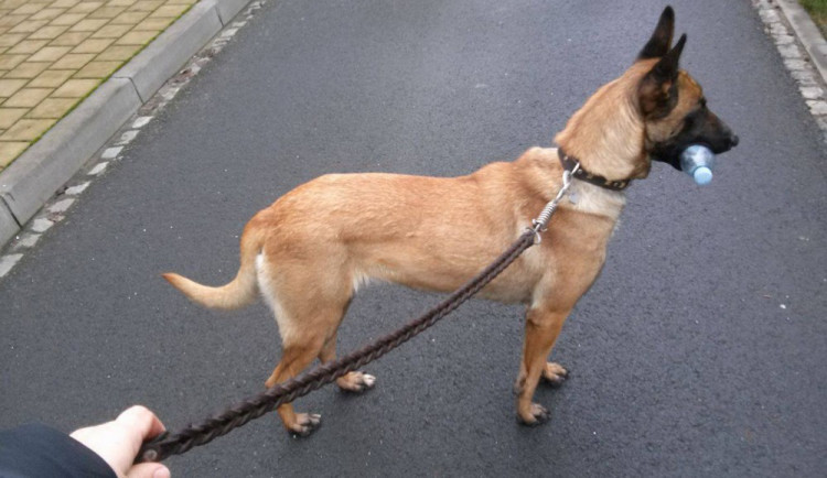 #drbnohled od Štěpánky: V Hodolanech se našla fena belgického ovčáka, pomozte najít majitele