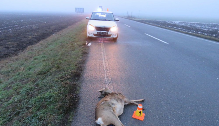 Řidiči před auto vběhla srna, i přes prudké brždění došlo ke střetu