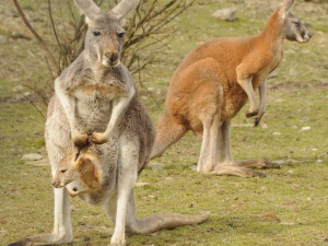 Foto: Zoo Olomouc