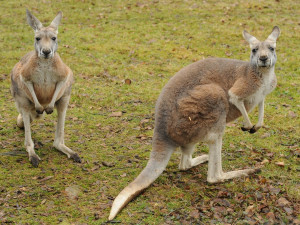 Foto: Zoo Olomouc