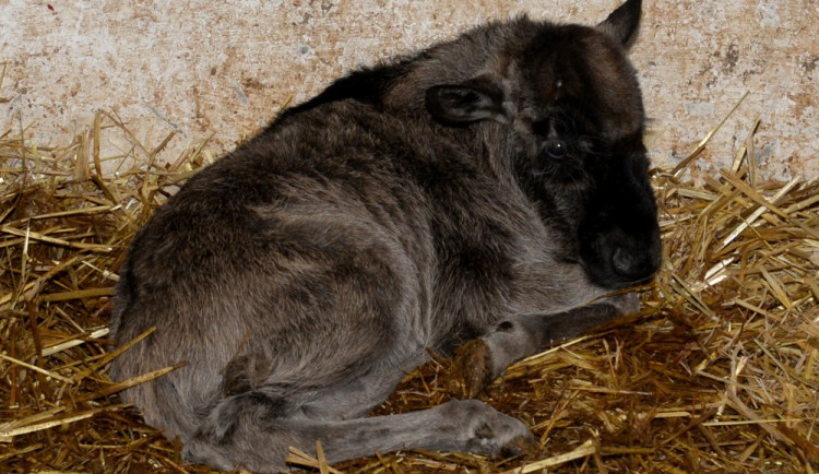 Galerie: V olomoucké zoo se narodila celkem tři mláďata pakoně běloocasého