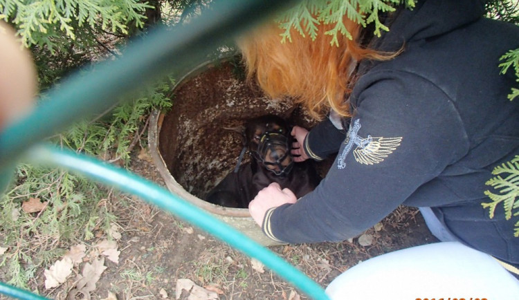 Pes uvízl v jímce, hasiči ho dokázali zachránit