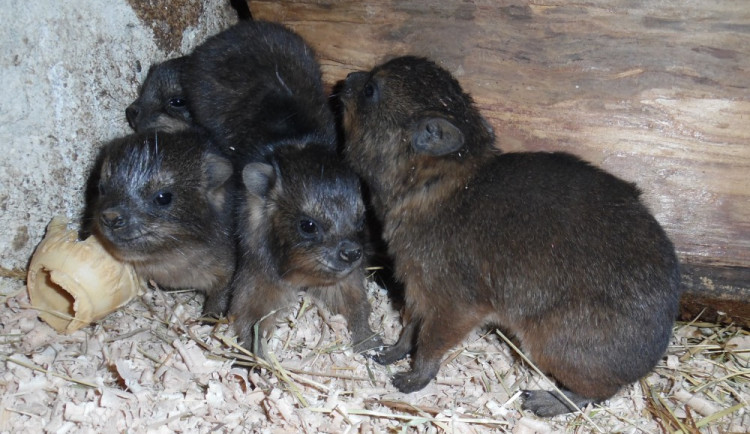 V olomoucké zoo se narodila mláďata damanů skalních