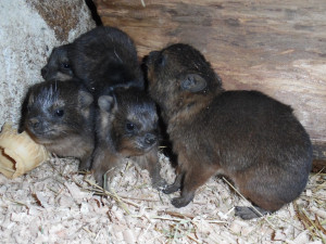 V olomoucké zoo se narodila mláďata damanů skalních