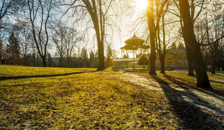 Nemocné kaštany v Rudolfově aleji zmizí do konce března, nahradí je lípy