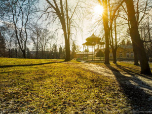 Nemocné kaštany v Rudolfově aleji zmizí do konce března, nahradí je lípy