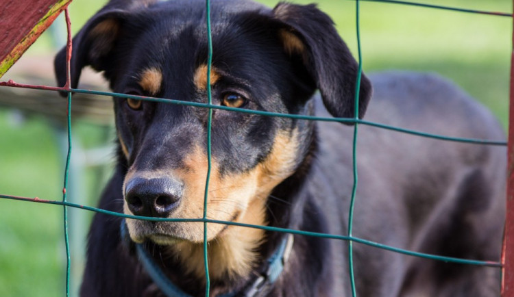 Hledáme páníčka: Podívejte se na nejnovější přírůstky v olomouckých útulcích