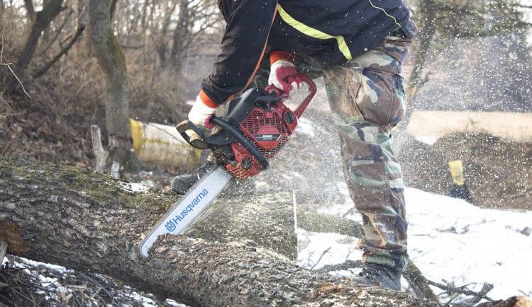 Kaštany v Rudolfově aleji se začnou kácet příští týden