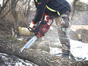 Kaštany v Rudolfově aleji se začnou kácet příští týden