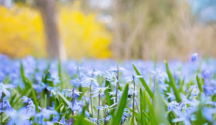 Olomoucká Jarní Flora je za dveřmi, letos si připomene výročí narození Karla IV.