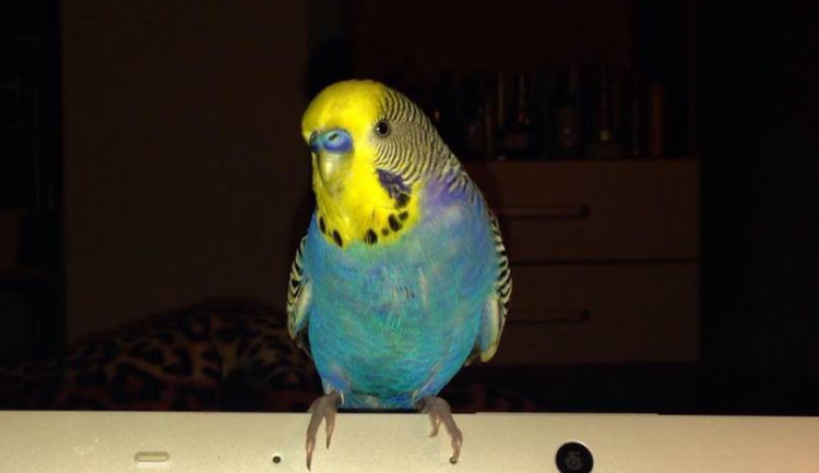 Hledá se mluvící andulka vlnkovaná, uletěla z bytu na ulici Jarmily Glazarové. Neviděli jste ji?