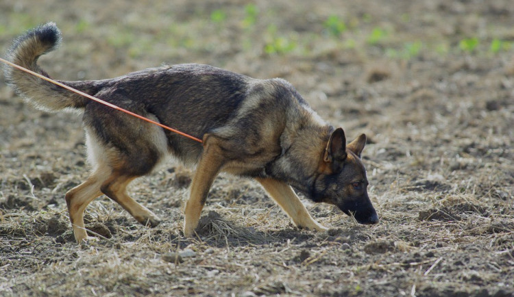 Policie hledala třiasedmdesátiletého seniora, do akce se zapojil psovod i policejní vrtulník