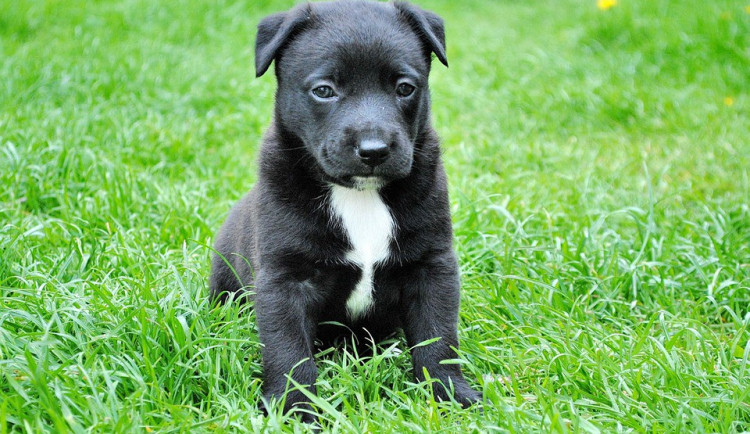 Hledáme páníčka #10: Podívejte se na nejnovější přírůstky v olomouckých útulcích