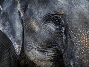 Dva Češi jedou do Afriky natáčet dokument o boji proti pytlákům slonů