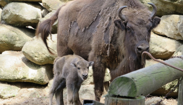 V olomoucké zoo hlásí nové přírůstky, narodila se mláďata zubrů i vlků