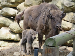 V olomoucké zoo hlásí nové přírůstky, narodila se mláďata zubrů i vlků