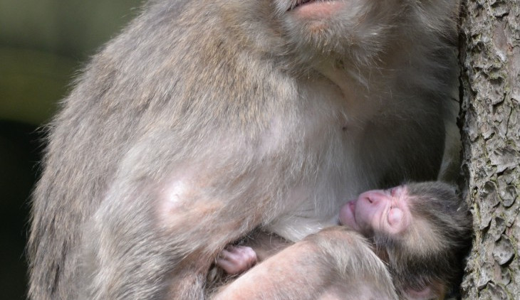 Olomoucká zoo přivítala nový přírůstek, narodilo se mládě makaka