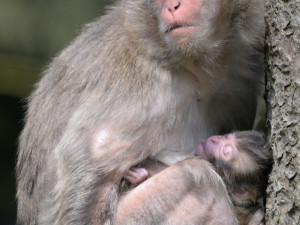 Olomoucká zoo přivítala nový přírůstek, narodilo se mládě makaka