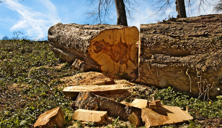 Muže zavalil na kraji lesa strom. Hasičům na místě se ho už nepodařilo oživit