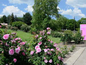 Rozárium v novém. Růžovou sezonu v Olomouci otevřou i legendy Zíma se Simonovou