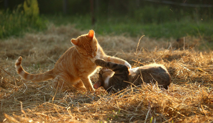 Hledáme páníčka #16: Podívejte se na nejnovější přírůstky v olomouckých útulcích