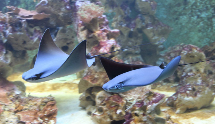 Olomoucká zoo si na své šedesáté narozeniny nadělila rejnoky, nový pavilon a knihu
