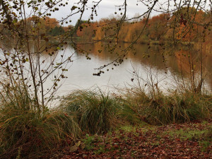 Smrtící granule zabíjely v rybníku na Olomoucku
