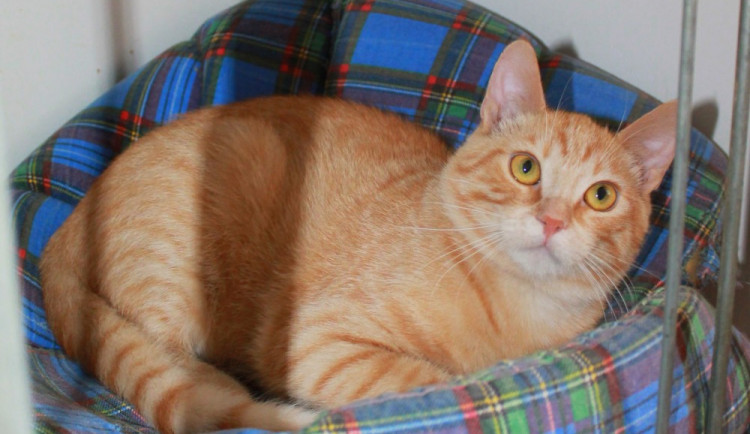 Hledáme páníčka #18: Podívejte se na nejnovější přírůstky v olomouckých útulcích