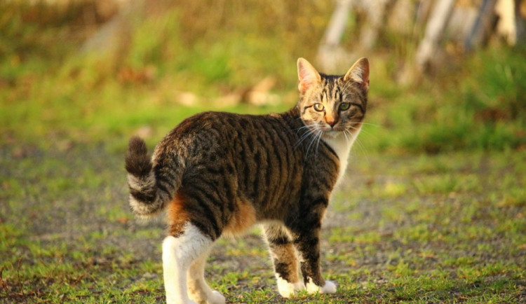 Hledáme páníčka #19: Podívejte se na nejnovější přírůstky v olomouckých útulcích