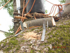 Chlapci nenávratně poškodili památný strom na Zeyerově ulici, chtěli si udělat bunkr