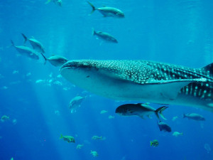V Galerii Šantovka si v září dávejte pozor na žraloky, vznikne tam totiž velká výstava