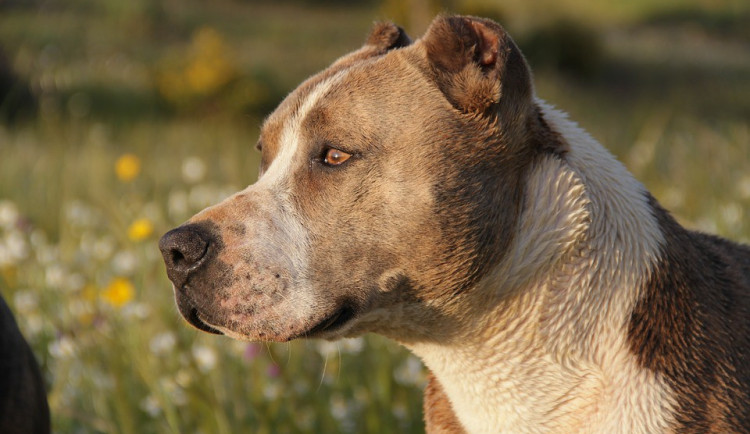 Pitbul napadl dvojici lidí na cyklostezce u Štarnova, první pomoc jim poskytl lékař v civilu