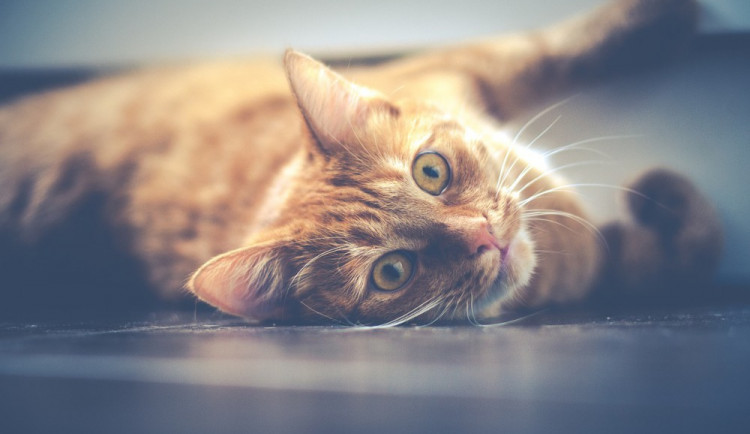 Hledáme páníčka #22: Podívejte se na nejnovější přírůstky v olomouckých útulcích