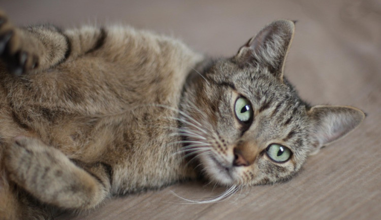 Hledáme páníčka #23: Podívejte se na nejnovější přírůstky v olomouckých útulcích