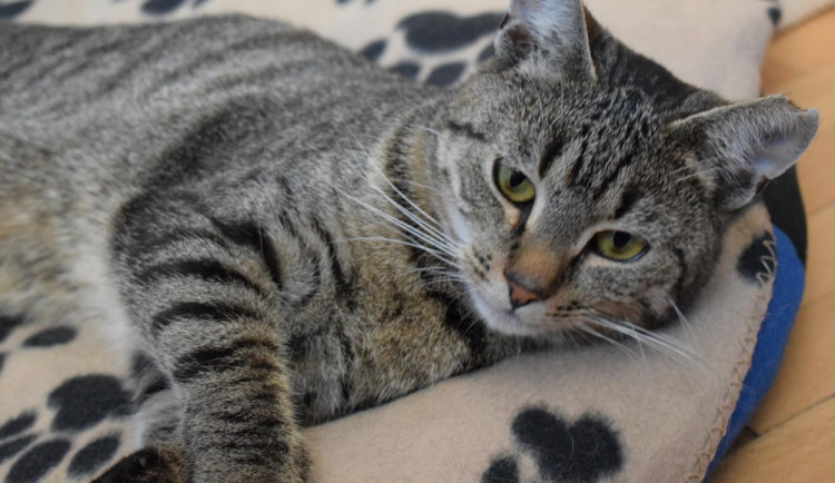 Hledáme páníčka #24: Podívejte se na nejnovější přírůstky v olomouckých útulcích