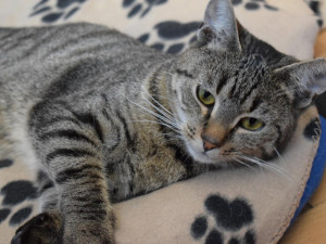 Hledáme páníčka #24: Podívejte se na nejnovější přírůstky v olomouckých útulcích