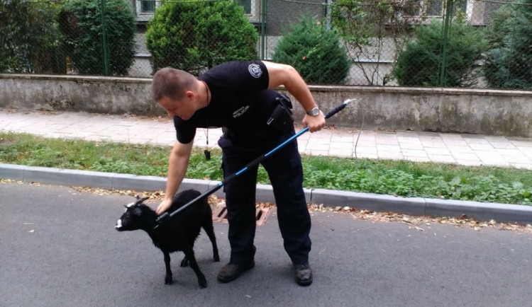O víkendu bylo na Dožínkách veselo, i městská policie se zabavila. Chytala totiž kozu