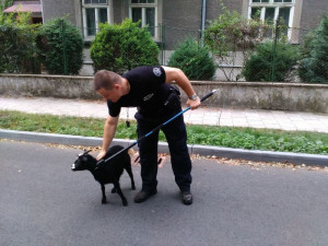 O víkendu bylo na Dožínkách veselo, i městská policie se zabavila. Chytala totiž kozu