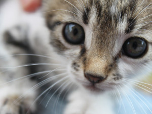 Hledáme páníčka #25 a nové místo pro depozitum Pomocné ruce #1