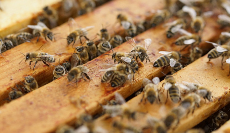 Muž hasil v Chomoutově hořící včelí úl, vážně se popálil na hlavě a krku