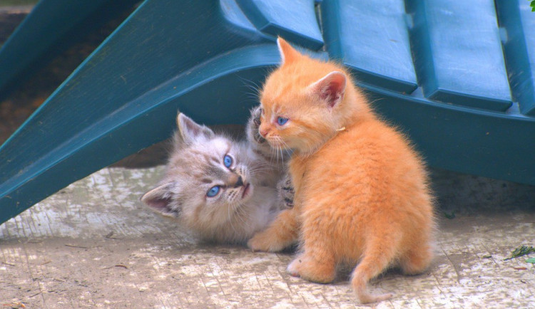 Hledáme páníčka #26: Podívejte se na nejnovější přírůstky v olomouckých útulcích